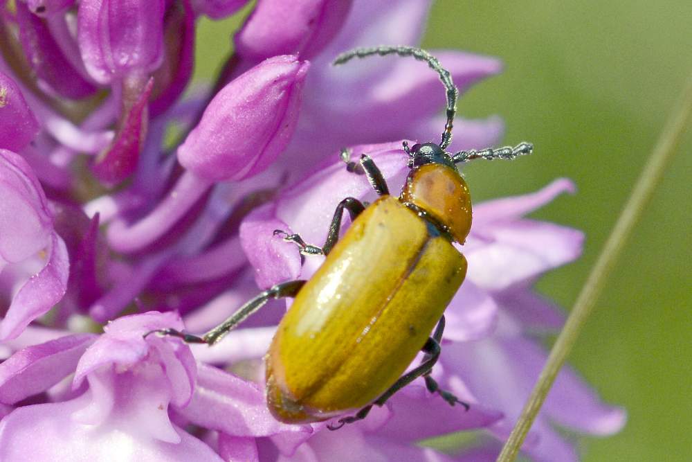 Exosoma lusitanicum (Chrysomelidae)